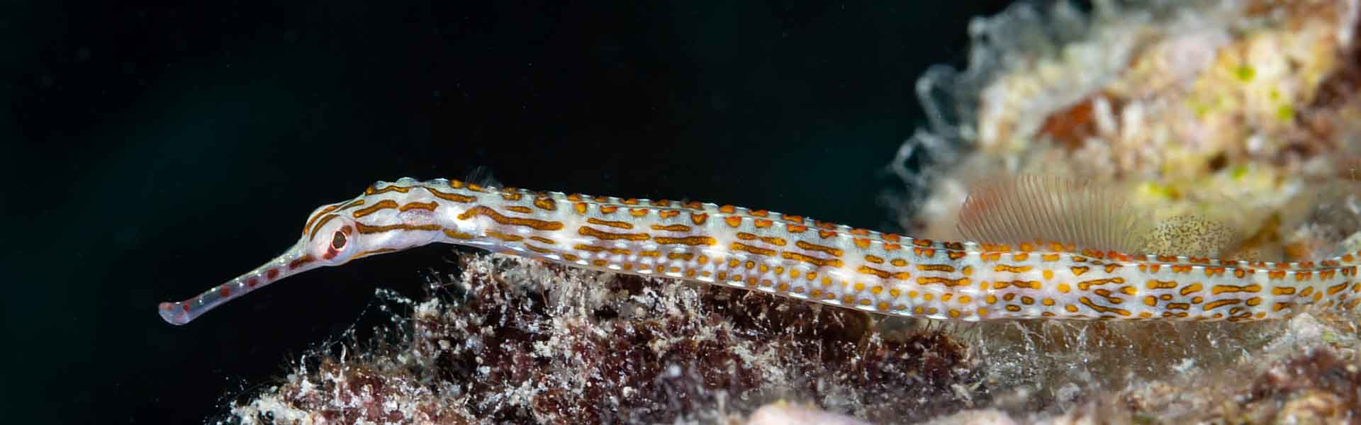 The Samoan Pipefish